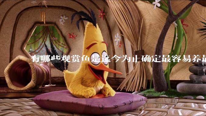 有哪些观赏鱼是迄今为止确定最容易养最不容易死的？
